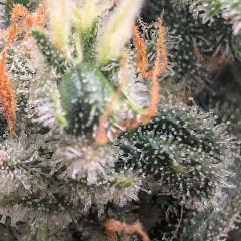 Hindu Kush - VGrow - Advanced Nutrients  growlog timeline photo