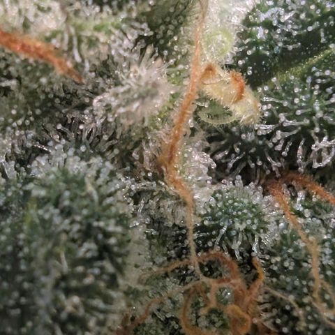 Hindu Kush - VGrow - Advanced Nutrients  growlog timeline photo