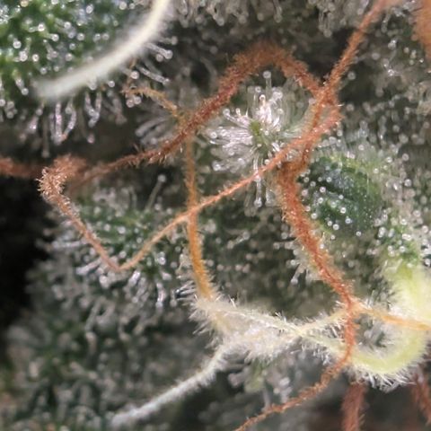 Hindu Kush - VGrow - Advanced Nutrients  growlog timeline photo
