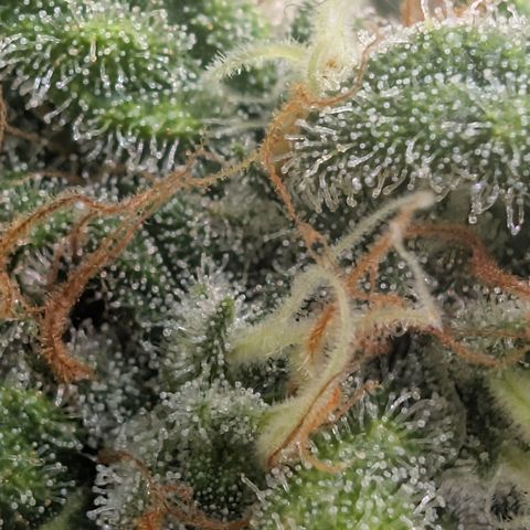 Hindu Kush - VGrow - Advanced Nutrients  growlog timeline photo