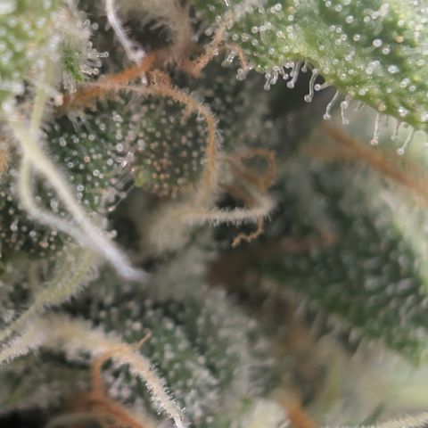 Hindu Kush - VGrow - Advanced Nutrients  growlog timeline photo
