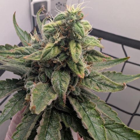 Hindu Kush - VGrow - Advanced Nutrients  growlog timeline photo