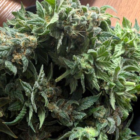 Hindu Kush - VGrow - Advanced Nutrients  growlog timeline photo