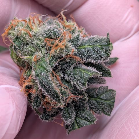 Hindu Kush - VGrow - Advanced Nutrients  growlog timeline photo