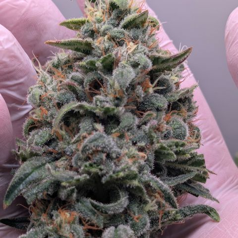Hindu Kush - VGrow - Advanced Nutrients  growlog timeline photo