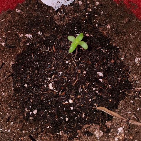 Peyote Wi-Fi growlog timeline photo