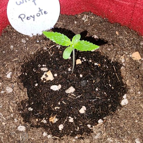 Peyote Wi-Fi growlog timeline photo