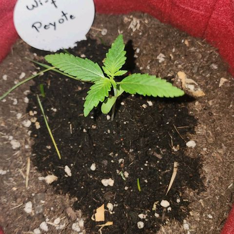 Peyote Wi-Fi growlog timeline photo