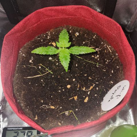 Peyote Wi-Fi growlog timeline photo