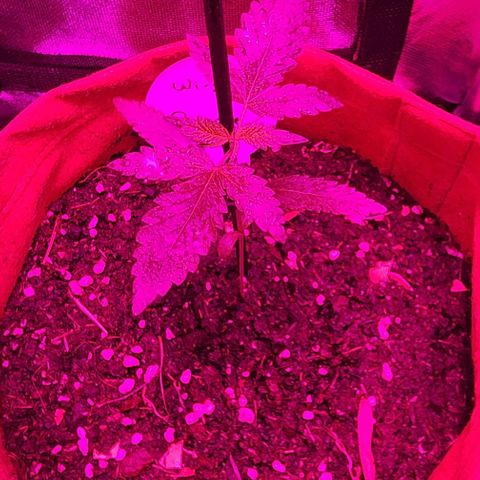 Peyote Wi-Fi growlog timeline photo