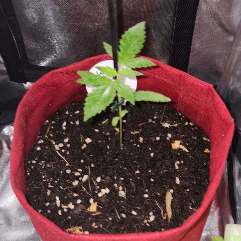 Peyote Wi-Fi growlog timeline photo