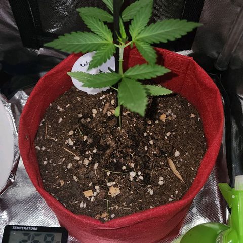 Peyote Wi-Fi growlog timeline photo