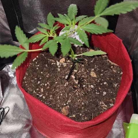 Peyote Wi-Fi growlog photo: Após quebra do galho principal