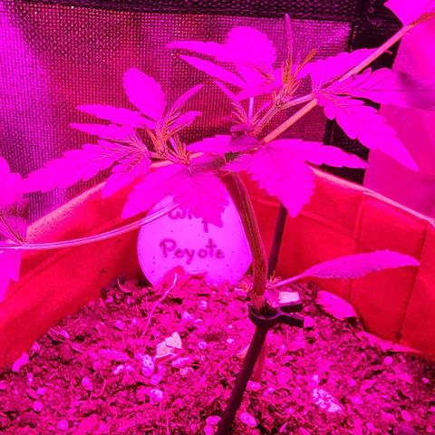 Peyote Wi-Fi growlog timeline photo