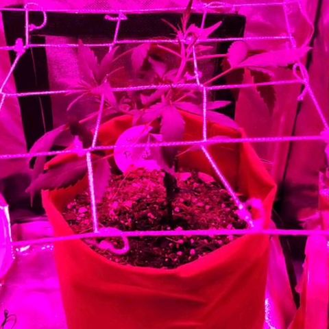 Peyote Wi-Fi growlog photo: Instalação da tela de Scrog
