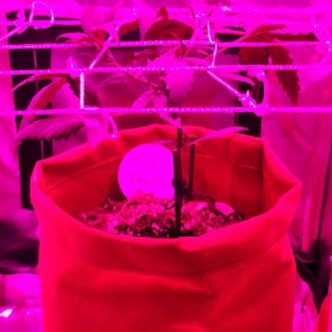 Peyote Wi-Fi growlog photo: Instalação da tela de Scrog