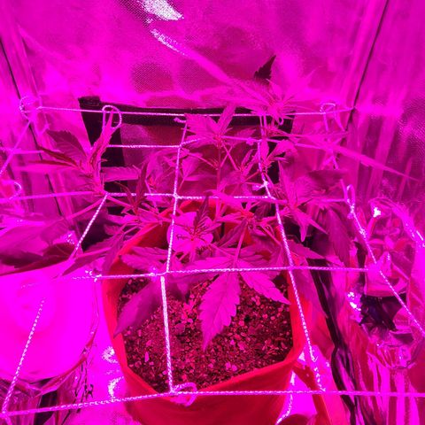 Peyote Wi-Fi growlog timeline photo