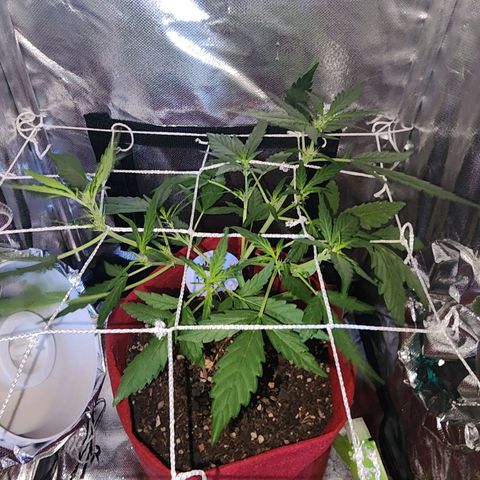 Peyote Wi-Fi growlog timeline photo