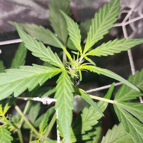 Peyote Wi-Fi growlog timeline photo