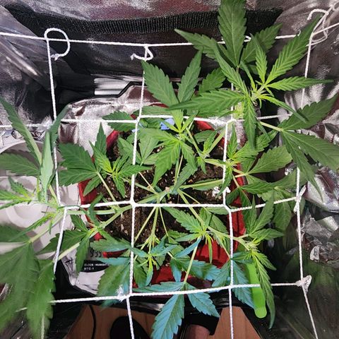 Peyote Wi-Fi growlog timeline photo