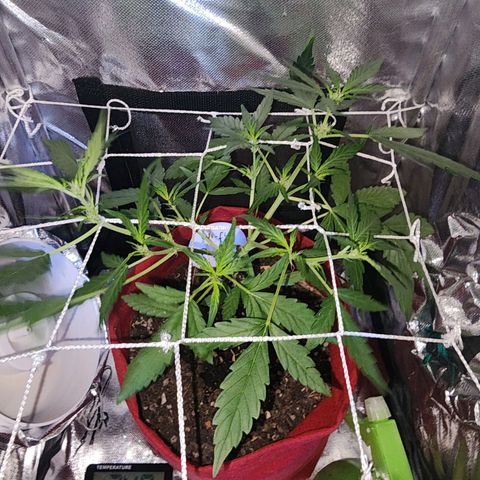 Peyote Wi-Fi growlog timeline photo