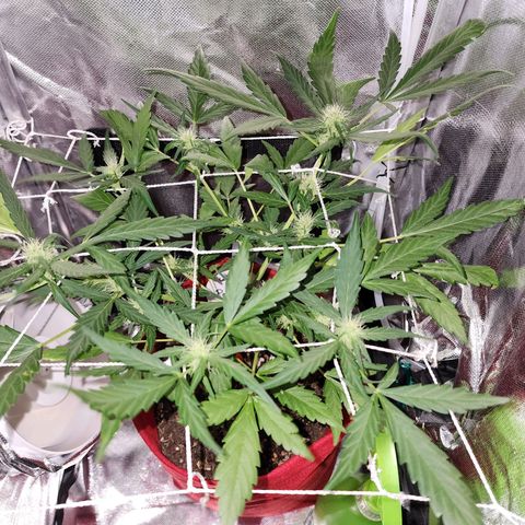 Peyote Wi-Fi growlog timeline photo