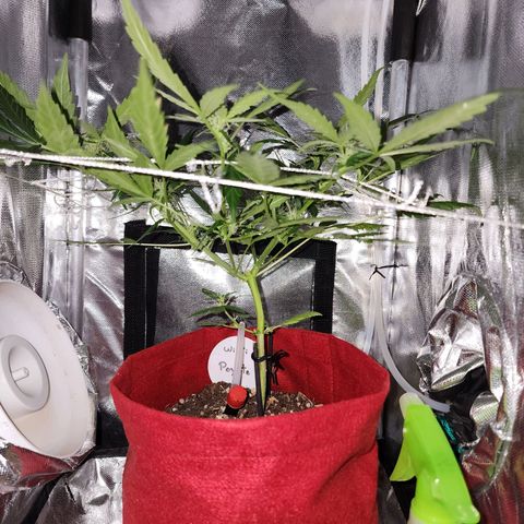 Peyote Wi-Fi growlog timeline photo
