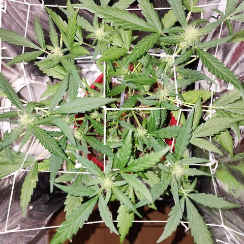 Peyote Wi-Fi growlog timeline photo