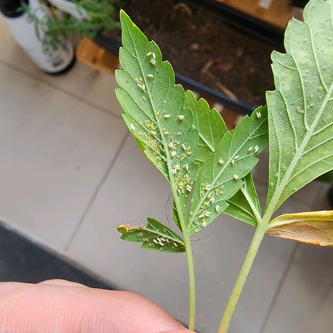 Peyote Wi-Fi growlog photo: Descobri um inicio de infestação por mosca branca, amanha inicio a aplicacao de oleo de neem