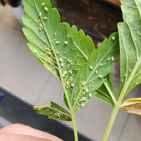 Peyote Wi-Fi growlog photo: Descobri um inicio de infestação por mosca branca, amanha inicio a aplicacao de oleo de neem