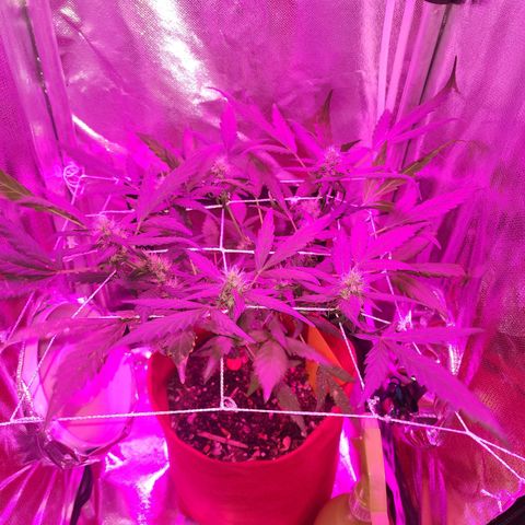 Peyote Wi-Fi growlog timeline photo