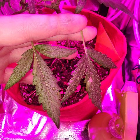 Peyote Wi-Fi growlog photo: Testando aceitação do óleo de neem: 6ml/L