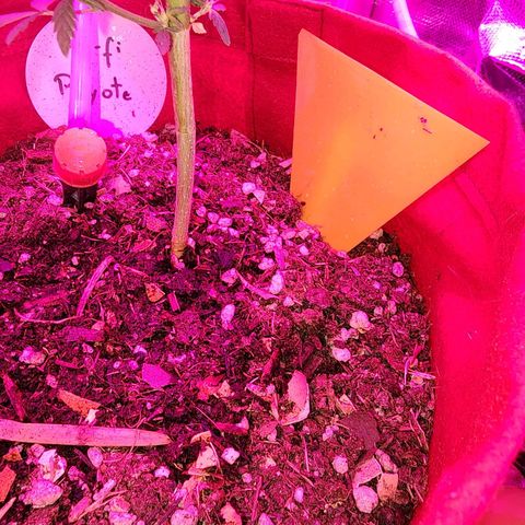 Peyote Wi-Fi growlog photo: Instalação de pega-mosca