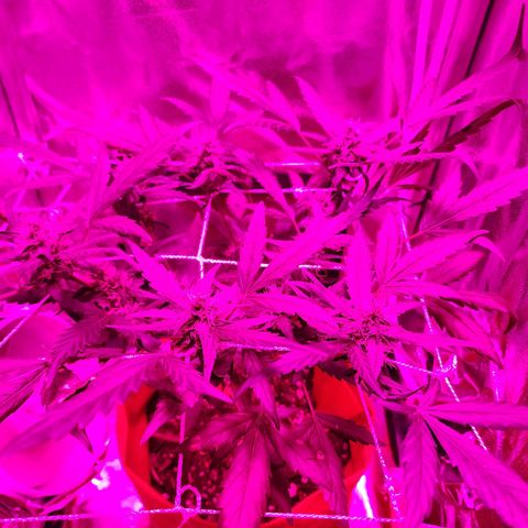 Peyote Wi-Fi growlog photo: Planta reagiu bem ao oleo de neem, e as folhas infestadas foram removidas