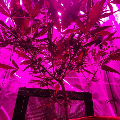 Peyote Wi-Fi growlog photo: Sem sinais de parasitas