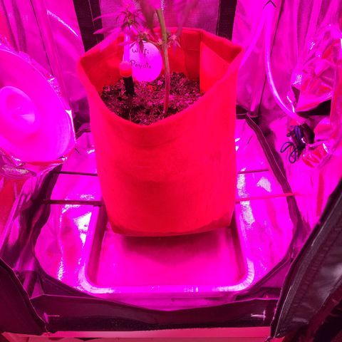 Peyote Wi-Fi growlog photo: Fazendo o flushing por conta de possiveis sinais de overfert, e pra trocar 100% o fertilizante para floracao