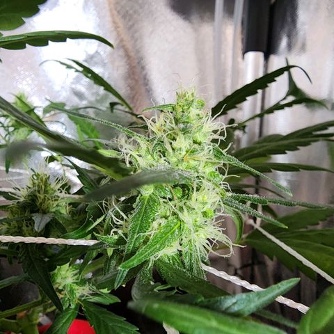 Peyote Wi-Fi growlog photo: Buds estao saudaveis aparentemente
