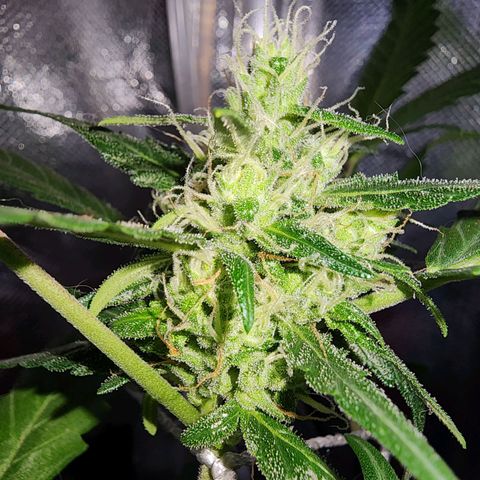 Peyote Wi-Fi growlog timeline photo