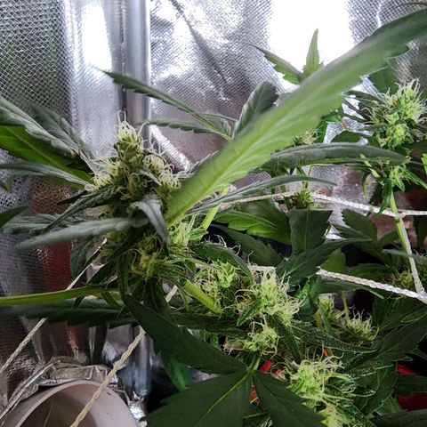 Peyote Wi-Fi growlog timeline photo