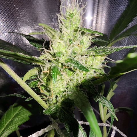 Peyote Wi-Fi growlog timeline photo