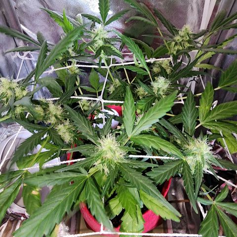 Peyote Wi-Fi growlog timeline photo