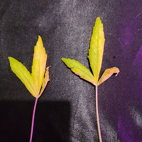 Peyote Wi-Fi growlog timeline photo