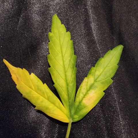 Peyote Wi-Fi growlog photo: Ainda sem certeza do que pode ser, parando os ferts por enquanto