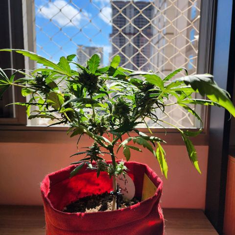 Peyote Wi-Fi growlog timeline photo