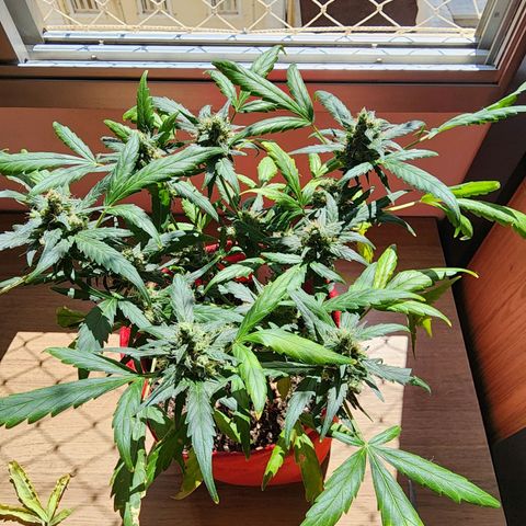 Peyote Wi-Fi growlog timeline photo