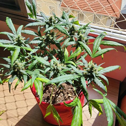Peyote Wi-Fi growlog timeline photo