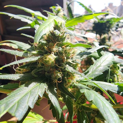Peyote Wi-Fi growlog timeline photo