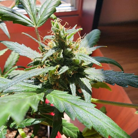 Peyote Wi-Fi growlog timeline photo