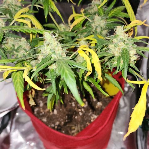 Peyote Wi-Fi growlog photo: Depois de tentar regar menos e parar c fertilizante  eu voltei 2 dias atras c fertilizante ela amarelou qse de vez