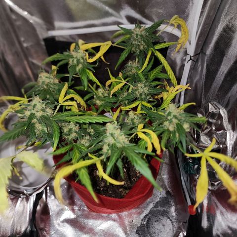 Peyote Wi-Fi growlog timeline photo